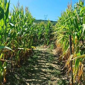 Meet your Posher, Shastina